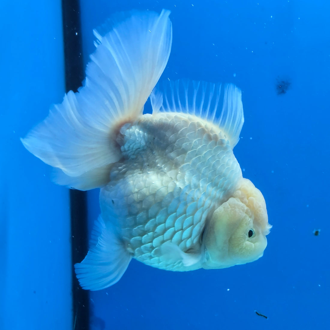 Thai Oranda White Platinum 4.5 in Body Female (FEB-520)R3A08