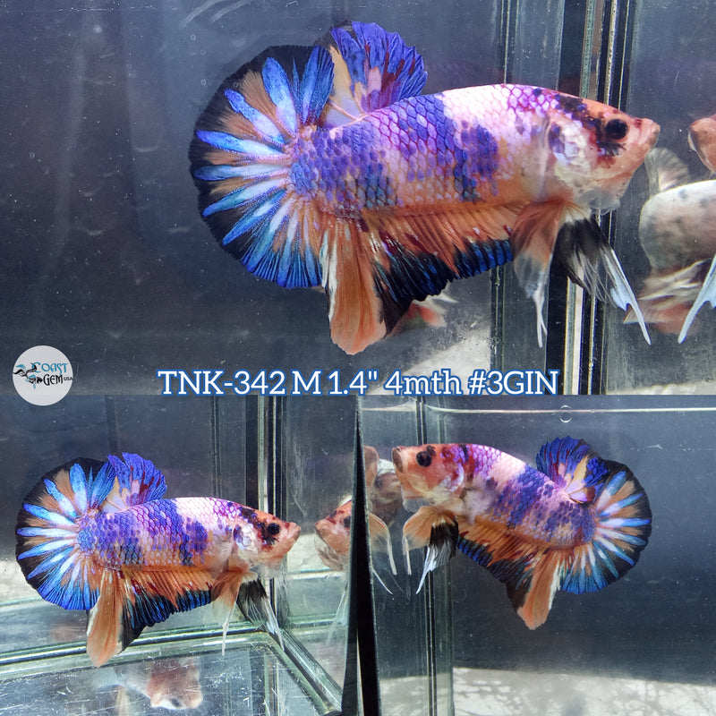Live Male Betta Candy Metallic Plakad (TNK-342)  High quality what you see what you get!!