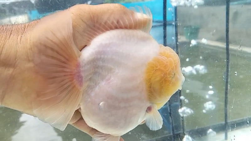 Thai Jumbo Lemon Head Matte Calico Orchid Tail Oranda by NK THAILAND 5.00 inch Body (NKT-JO2037)