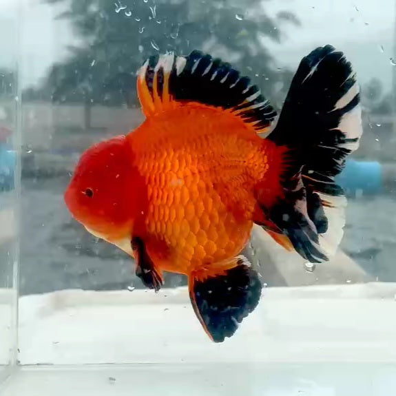 Thai Apache Oranda Orchid Tail 4.00 inch Body (QGF-JO1165)