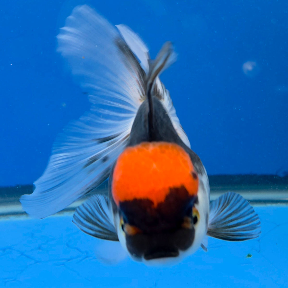 Thai Oranda Red Cap Panda 3.5" Body Female (FEB-883)R2B08