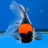 Thai Oranda Red Cap Panda 3.5" Body Female (FEB-883)R2B08