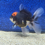 Thai Oranda Red Cap Panda 2.5"male(FEB-656)R3B21