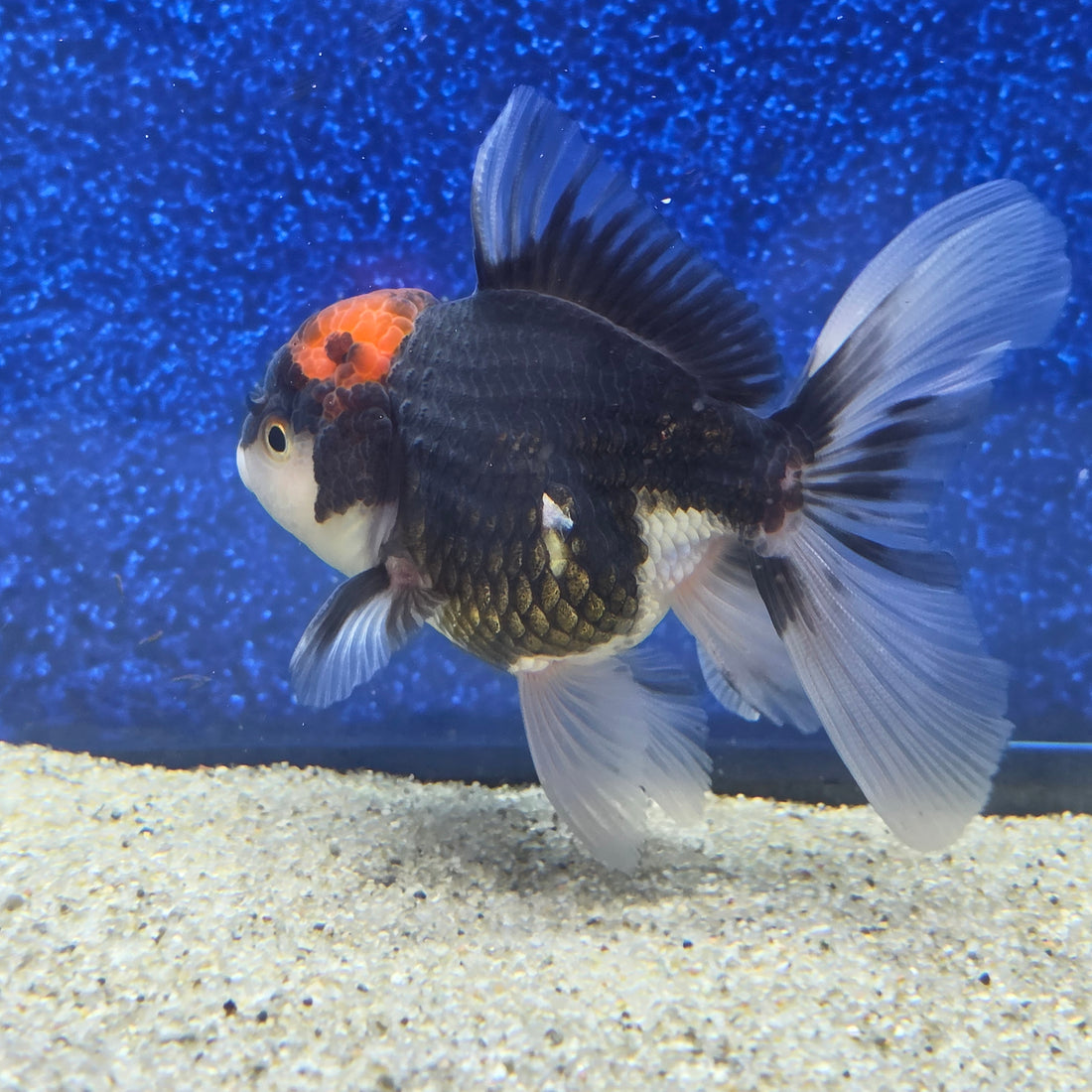 Thai Oranda Red Cap Panda 2.5"male(FEB-656)R3B21