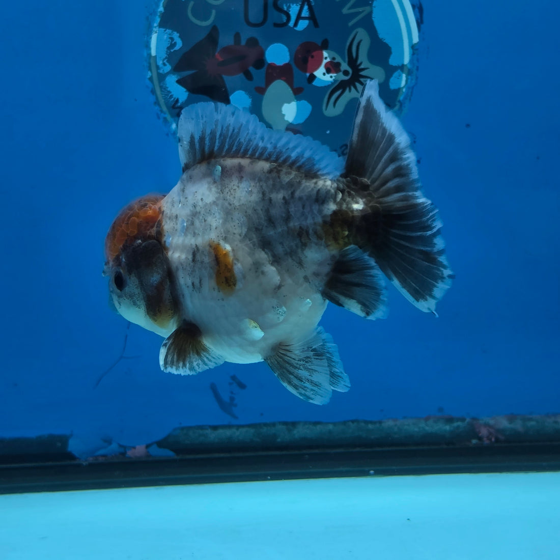 Thai Oranda Blue Calico Shogun Farm 3.5" Body Female 8mths(FEB-557)R3A02