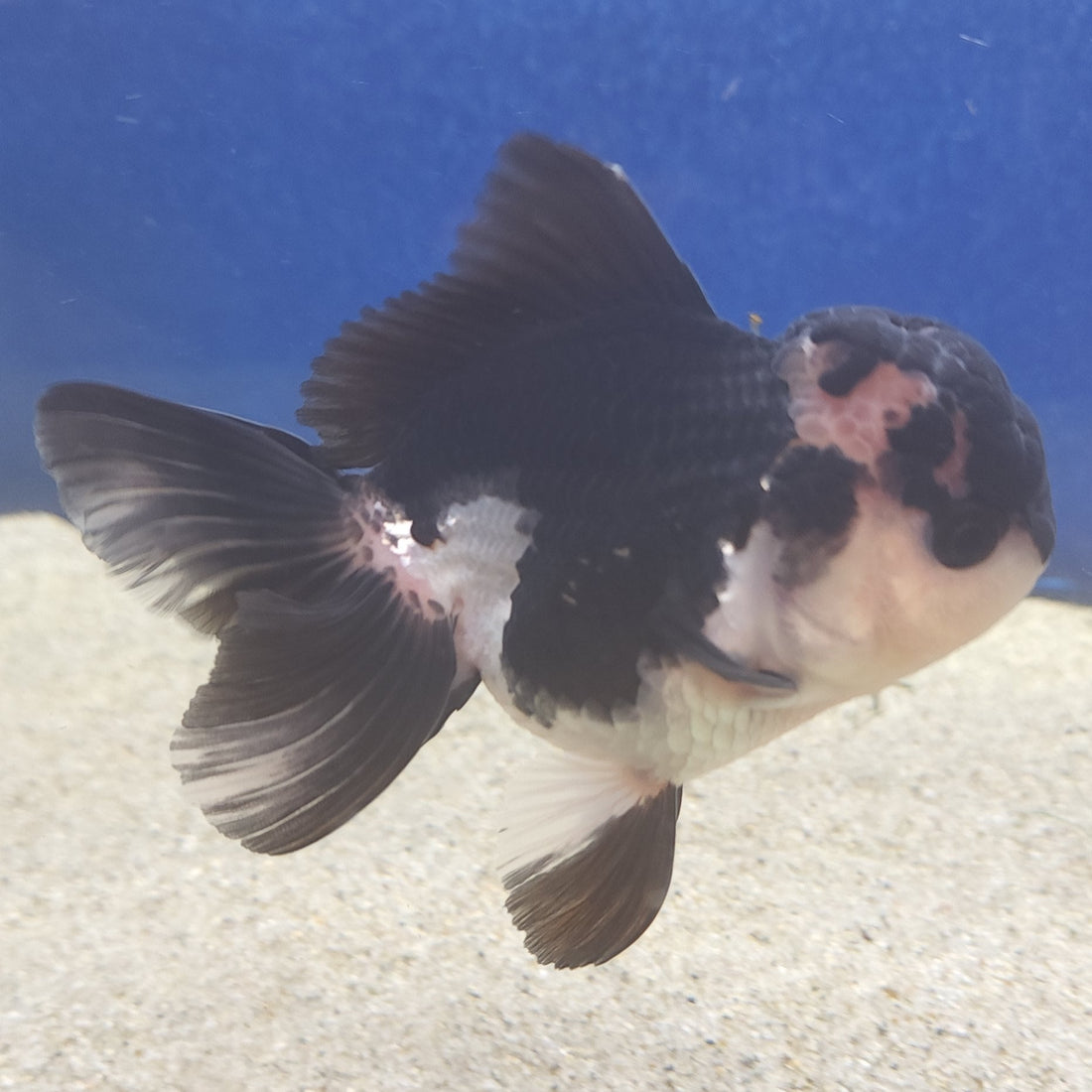 Thai Oranda Panda Female 3.5in (FEB-508)R2B18