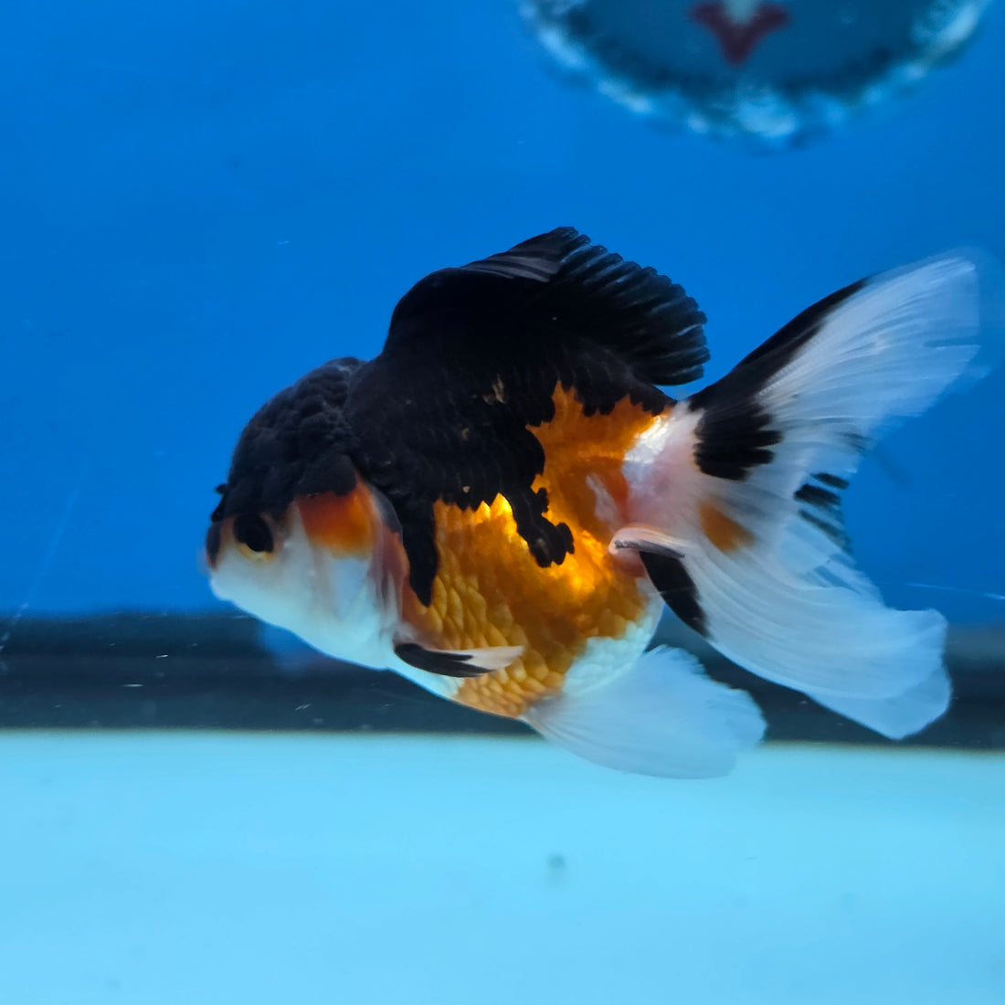 Thai Oranda Tri Color Short body breed 2.5" Body Female 6mths(FEB-561)R3B22