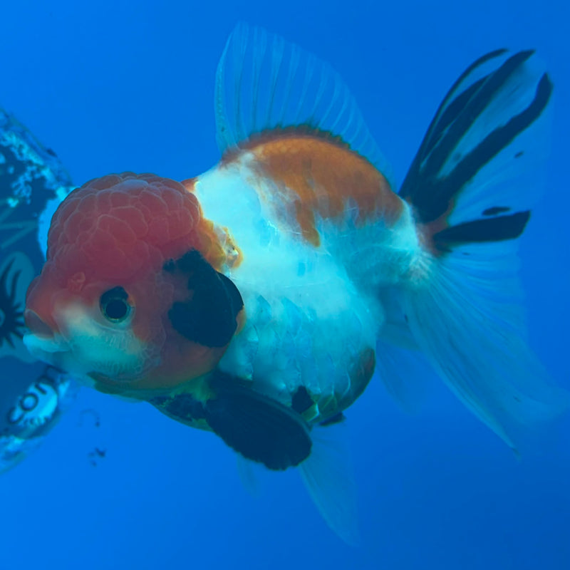 Thai Oranda Tiger Tri Color Male 3.5 in (FEB-456)BLUETUBA