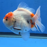 Thai Oranda Red Cap Tri color Sakuda Godzilla 4 inch Body male (G-FEB-114)BlueTubB