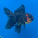 Thai Oranda Apache 2.5” Male(FEB-677)R3B01