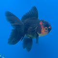 Thai Oranda Apache 2.5” Male(FEB-677)R3B01