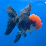 Thai Oranda Apache 3.00" Body Male (FEB-758)R2B07