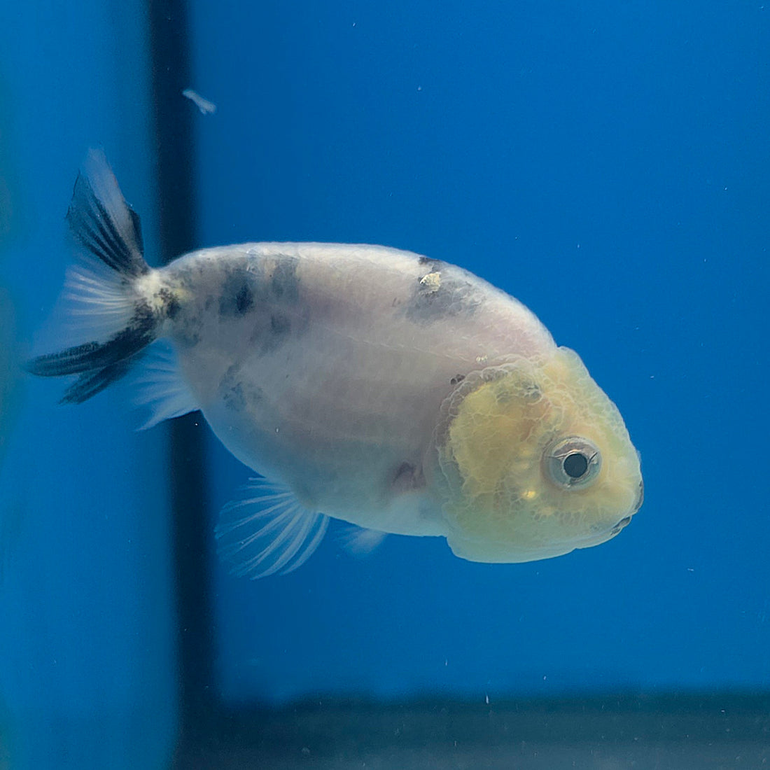 Thai Ranchu Lemonhead Sakura 2.5in Female (FEB-705)R3B18