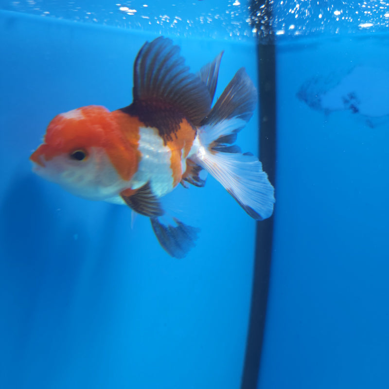 Thai Oranda Tri-Color 2.5” Male (FEB-261)R3B18