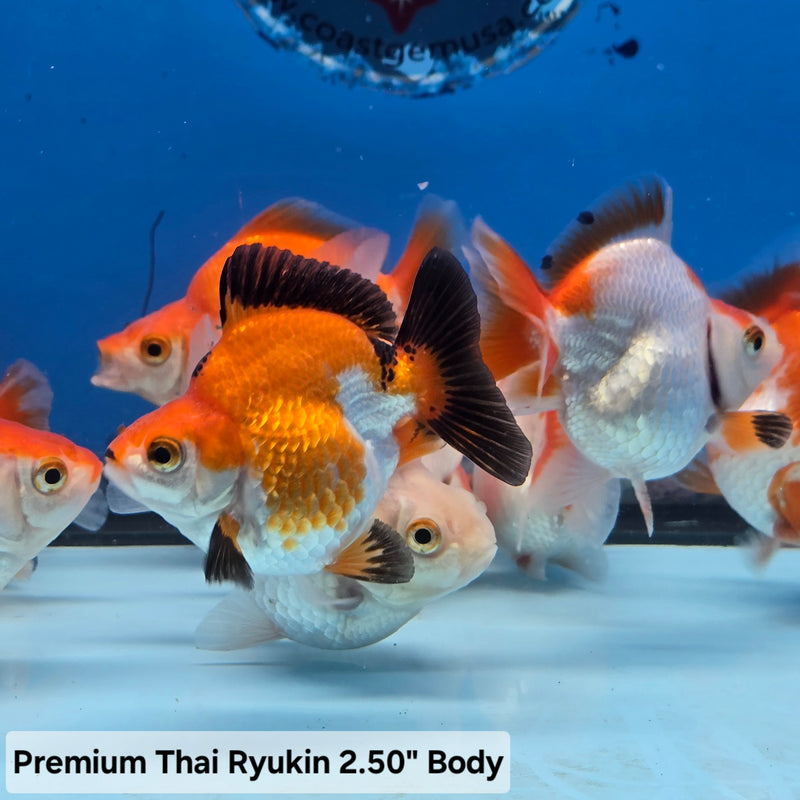 Live Fancy Goldfish Premium Select Our Choice Thai Red/White Ryukin 2.50 inch Body(CGF)