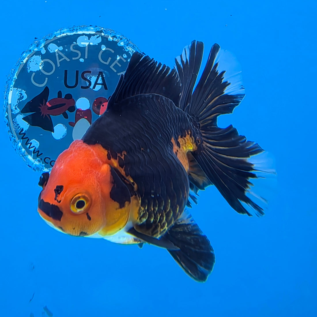 Thai Oranda Jumbo Breed Apache 3.5" Body Female (FEB-607)