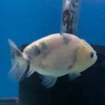 Thai Ranchu Lemonhead Sakura 2.5in Female (FEB-705)R3B18