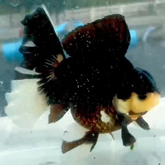Thai Jumbo Panda Oranda Orchid Tail 4.50 inch Body (QGF-JO1157)