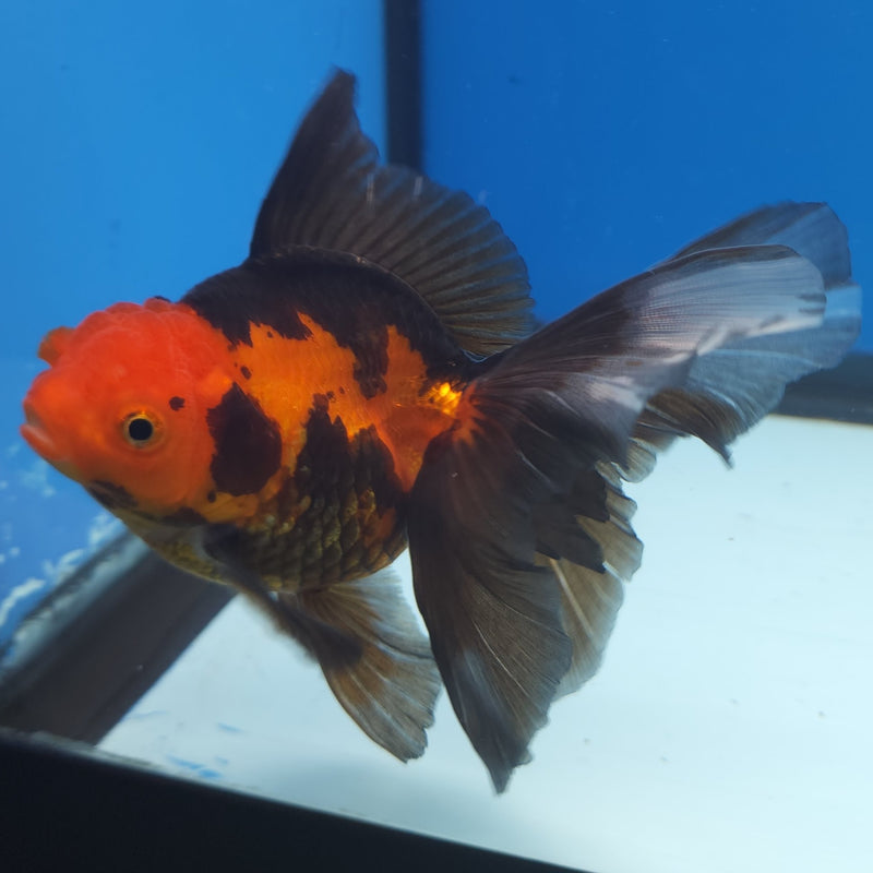 Thai Oranda Apache 3” Female (FEB-255)R3A04