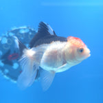Thai Oranda Tri-Color 2.5” Male(FEB-672)R3B03