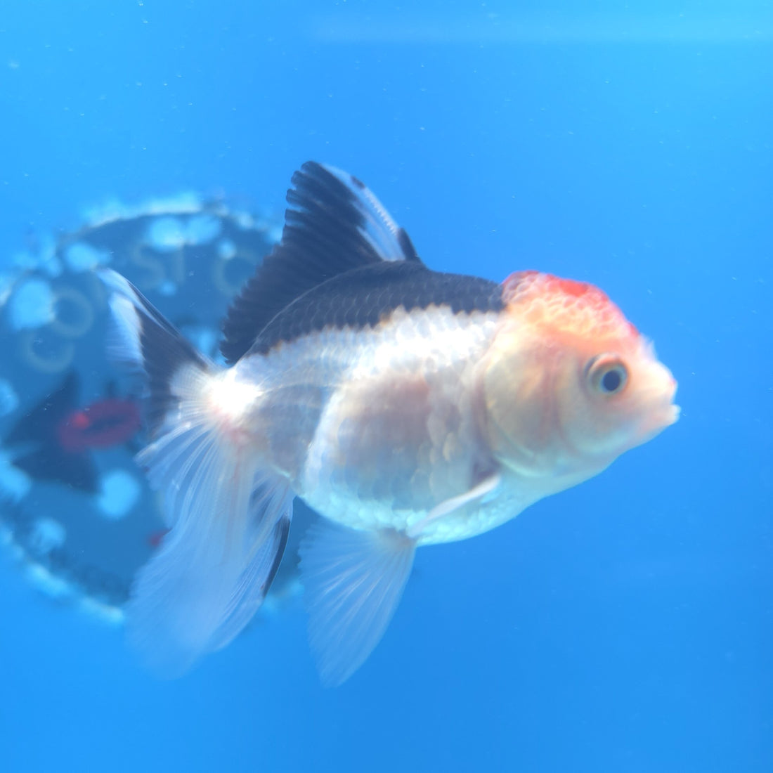 Thai Oranda Tri-Color 2.5” Male(FEB-672)R3B03