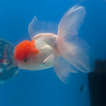 Thai Oranda Red & White 3.5” Male(FEB-710)R1A07