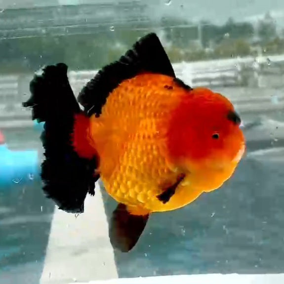 Thai Jumbo Apache Oranda Medium Tail 4.50 inch Body (QGF-JO1156)