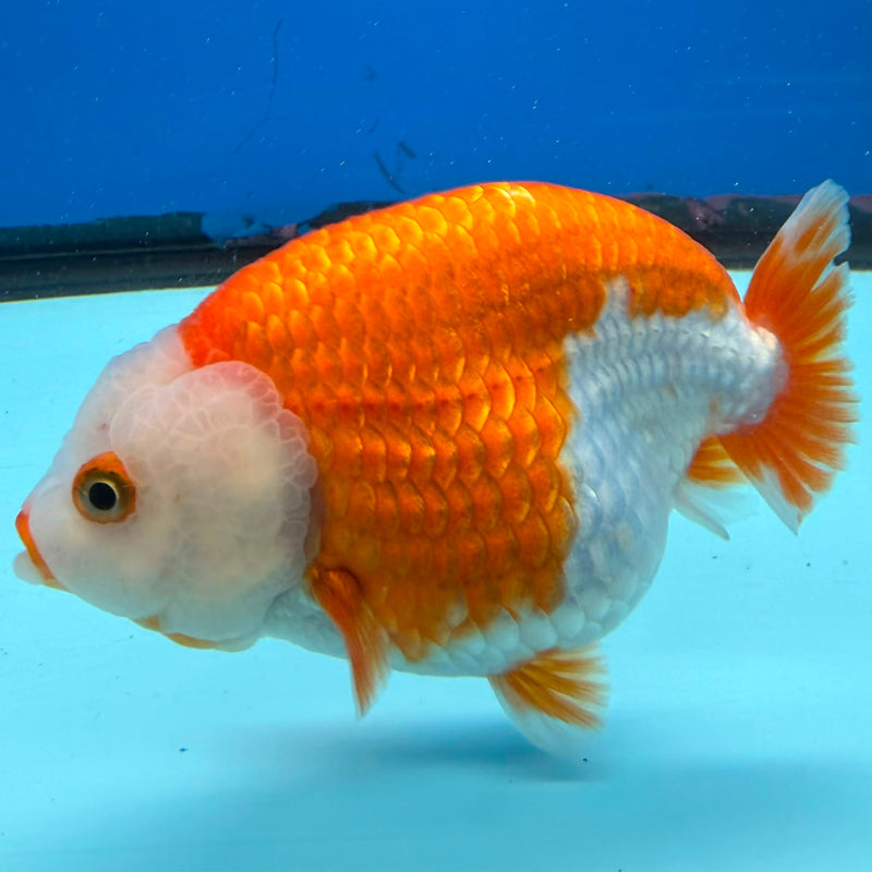 Thai Red & White Jumbo Ranchu 3.5” Body Female(FEB-388) SHOWTANKB