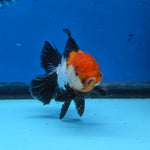 Thai Oranda Tri Color 3in Female (FEB-515)R3A08
