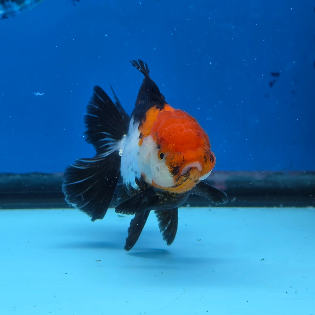 Thai Oranda Tri Color 3in Female (FEB-515)R3A08