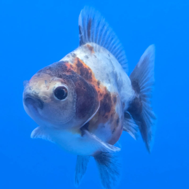 Thai Shogun Calico Oranda 2.5" Body Male A+ Grade(CK-608)R3A03