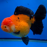 Thai Oranda Jumbo AAA Grade Apache 4.50 inch Body Female(FEB-846)R2A14