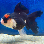 Thai Oranda Panda Female 3.5in (FEB-507)R2B18