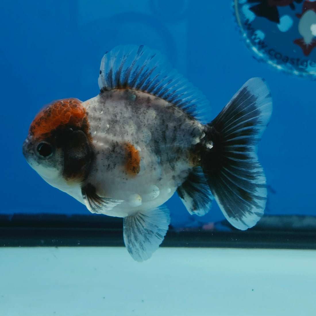 Thai Oranda Blue Calico Shogun Farm 3.5" Body Female 8mths(FEB-557)R3A02