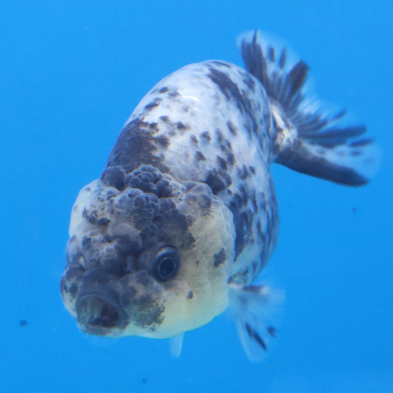 Thai Ranchu Granite 2.5in Female (FEB-337)R3A14