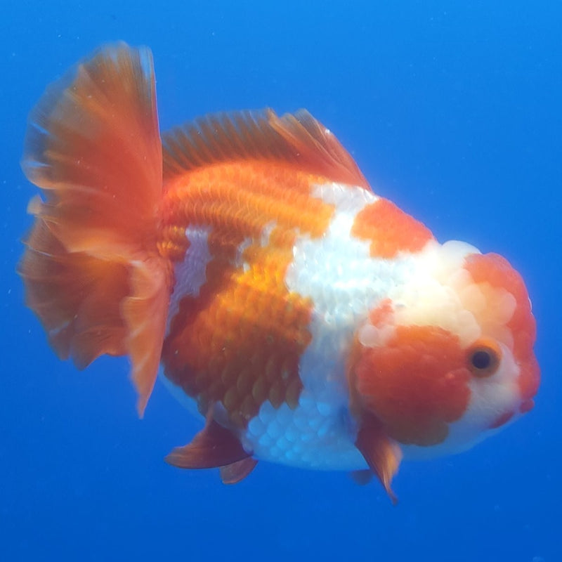 Thai Jumbo Oranda Red & White 5in Female (FEB-228)BLUETUB2