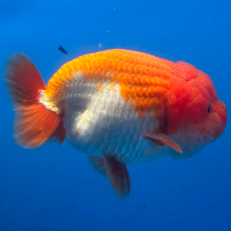 Thai Red & White Ranchu 4” Body Female(FEB-413) BLUETUBD