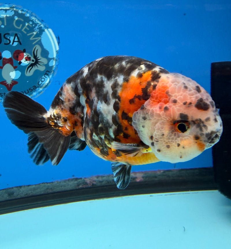 Chinese Ranchu Calico Cow 4in Male (FEB-280)BLUETUBC