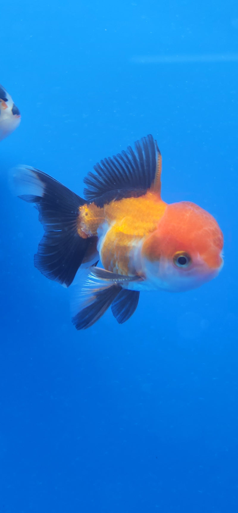 Thai Oranda Red & White Tri-Color 2.5 F (FEB-187)R3A06