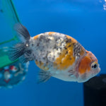 Thai Ranchu Gold Calico 2.5in Female (FEB-702)R3B13