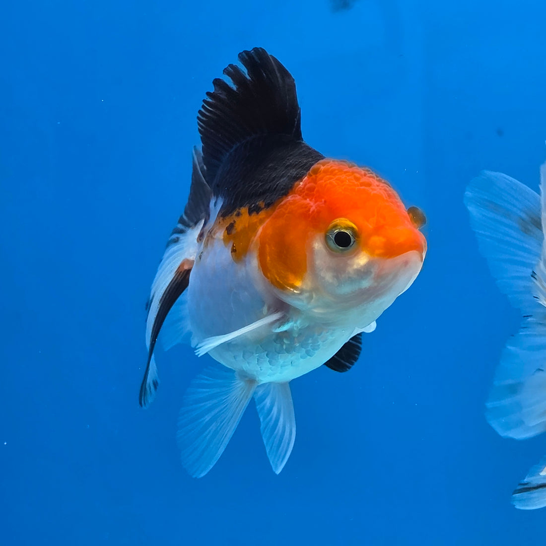 Thai Oranda Tri Color Short body breed 2.5" Body Female 6mths(FEB-563)R3B22