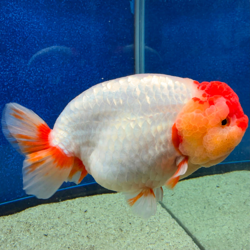 Thai Ranchu Red & White 4in Female (FEB-464)BLUETUBA