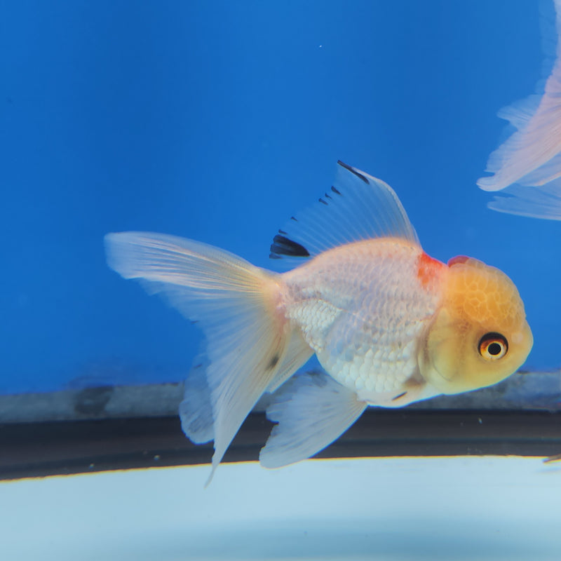 Thai Oranda Lemonhead Panda 2” Body Female (FEB-173)R3A08