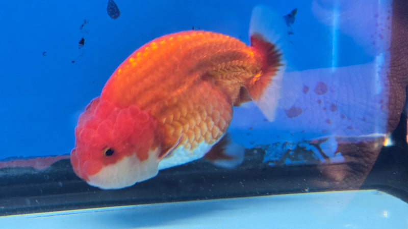 Thai Red/White Lionchu Ranchu 3.00 inch Body Male (NNN-2081)R4C07
