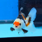 Thai Oranda Tri Color 3 in Body Male (FEB-522)R3A07