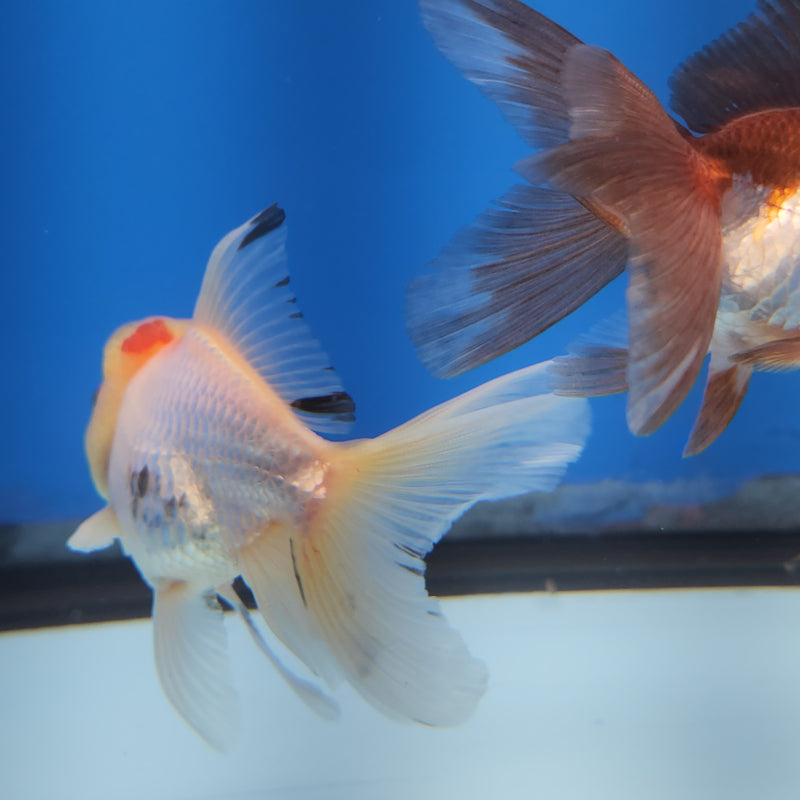 Thai Oranda Lemonhead Panda 2” Body Female (FEB-173)R3A08