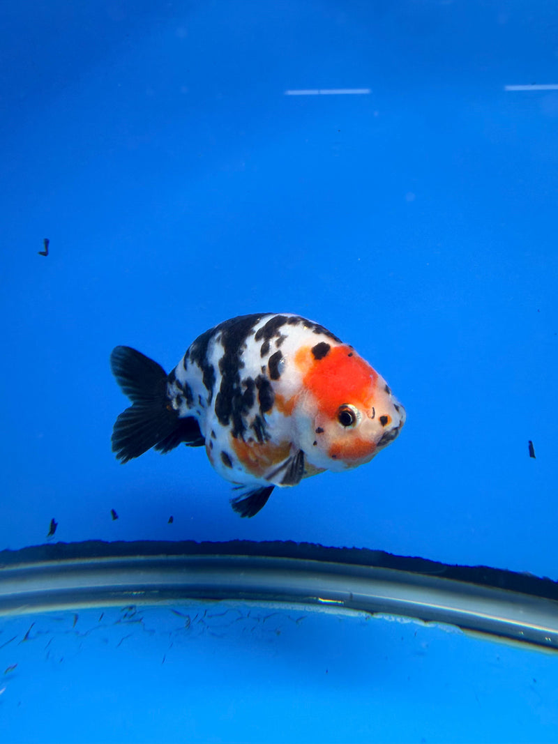 Chinese Ranchu Tiger Calico 4in Male (FEB-283)BLUETUBC
