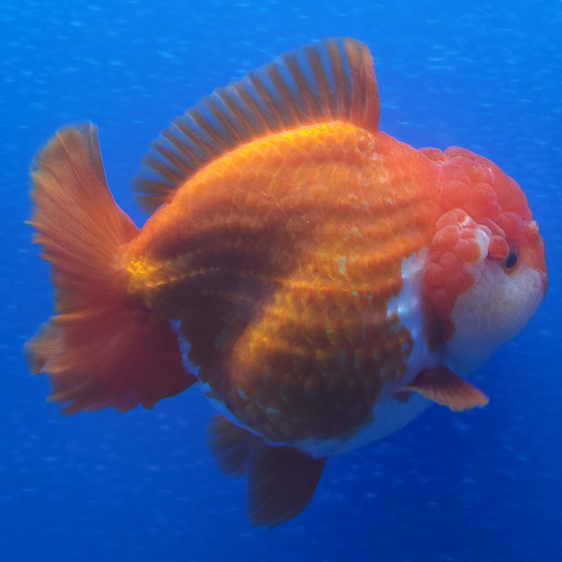 Thai Jumbo Oranda Red & White 4.5in Female (FEB-224)BLUETUB1