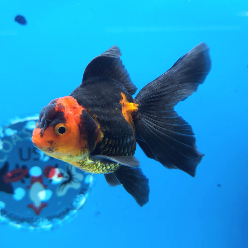 Thai Oranda Apache 2.5” Female(FEB-244)R3B04