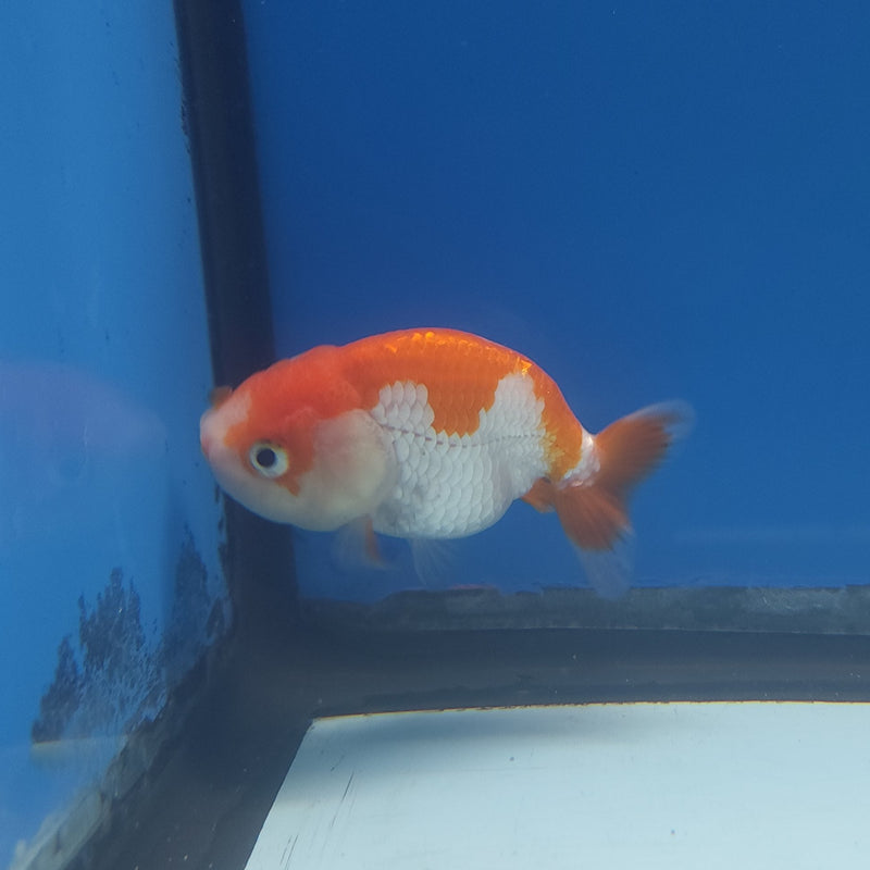 Chinese Ranchu Red & White 2.5in Female (FEB-330)R3B16